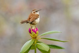 Chris Scott: Wildlife Photography Graphic